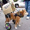 Let the Good Times Bark!
